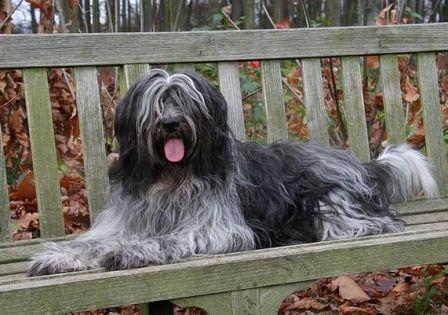 Archimède Hijo van Hoefflaecken´s Cocó